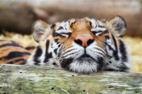 Lazy Tiger .